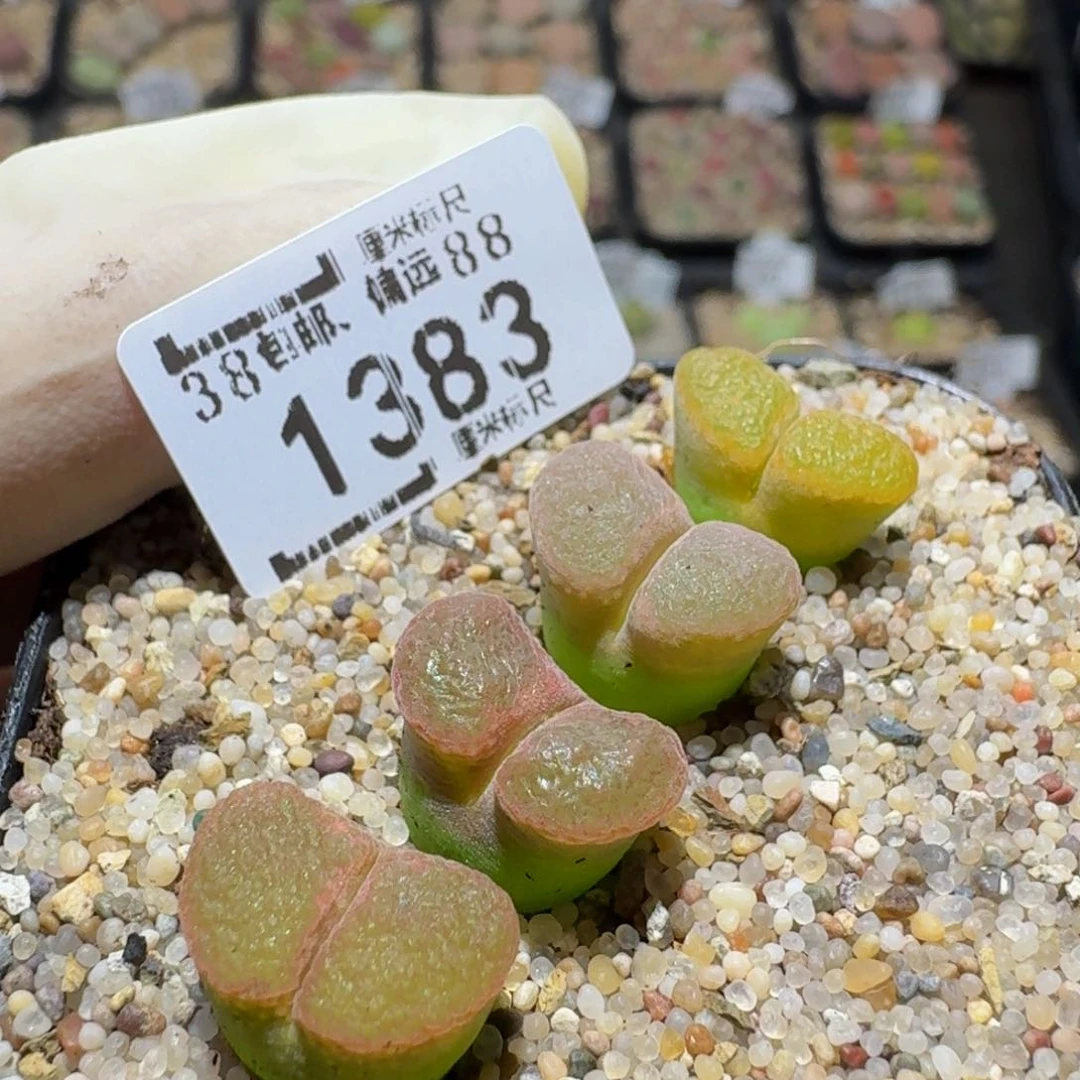 zzz生石花肉锥1383磁铁