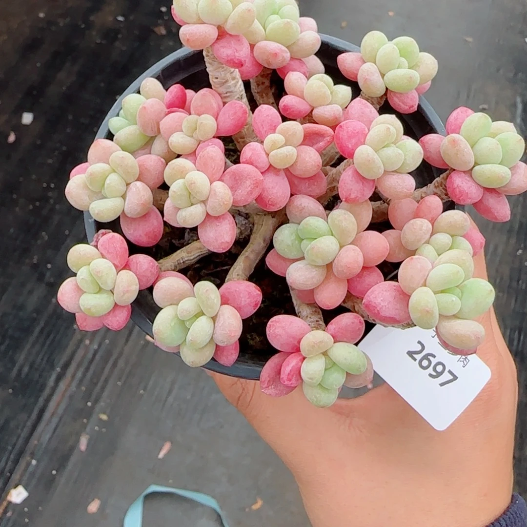 鱼子酱无砍，2697多肉植物