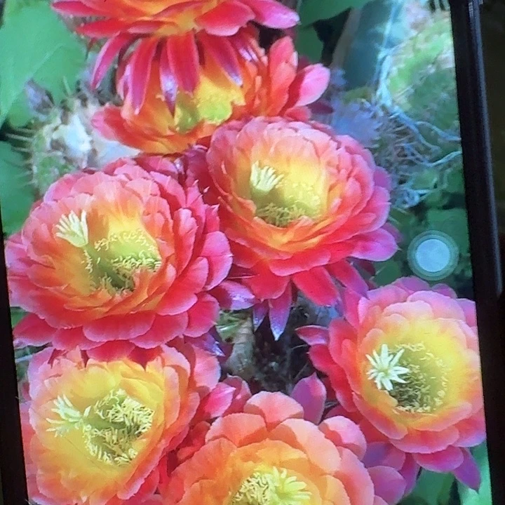 大满贯带根高10公分毛花柱