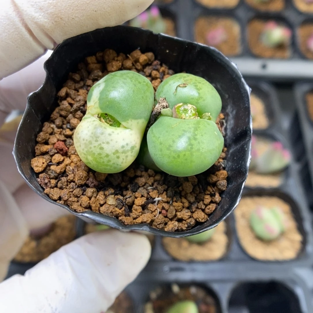 多肉植物肉锥杂交K-4232 风铃杂锦