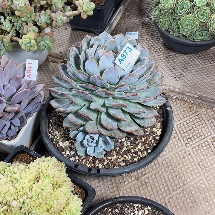 873 满28包邮脱土发货