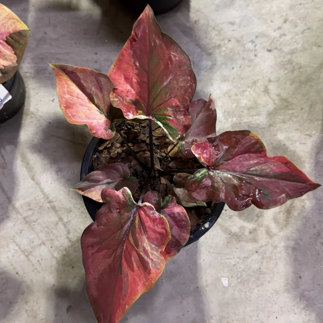 109-1005泰国发货彩叶芋