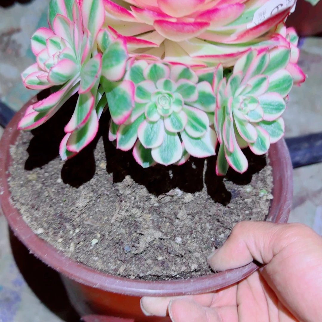 倾城法师多肉678