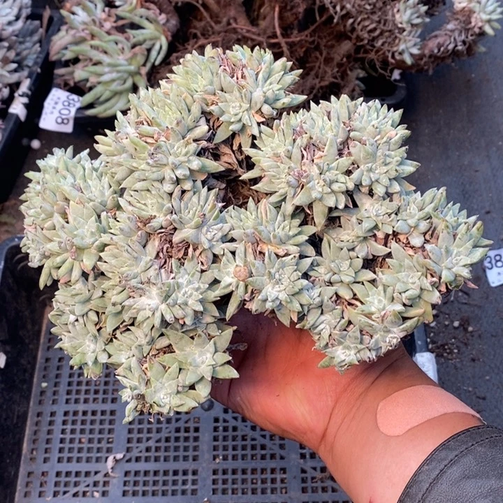 4072哈哈哈哈哈哈哈哈哈