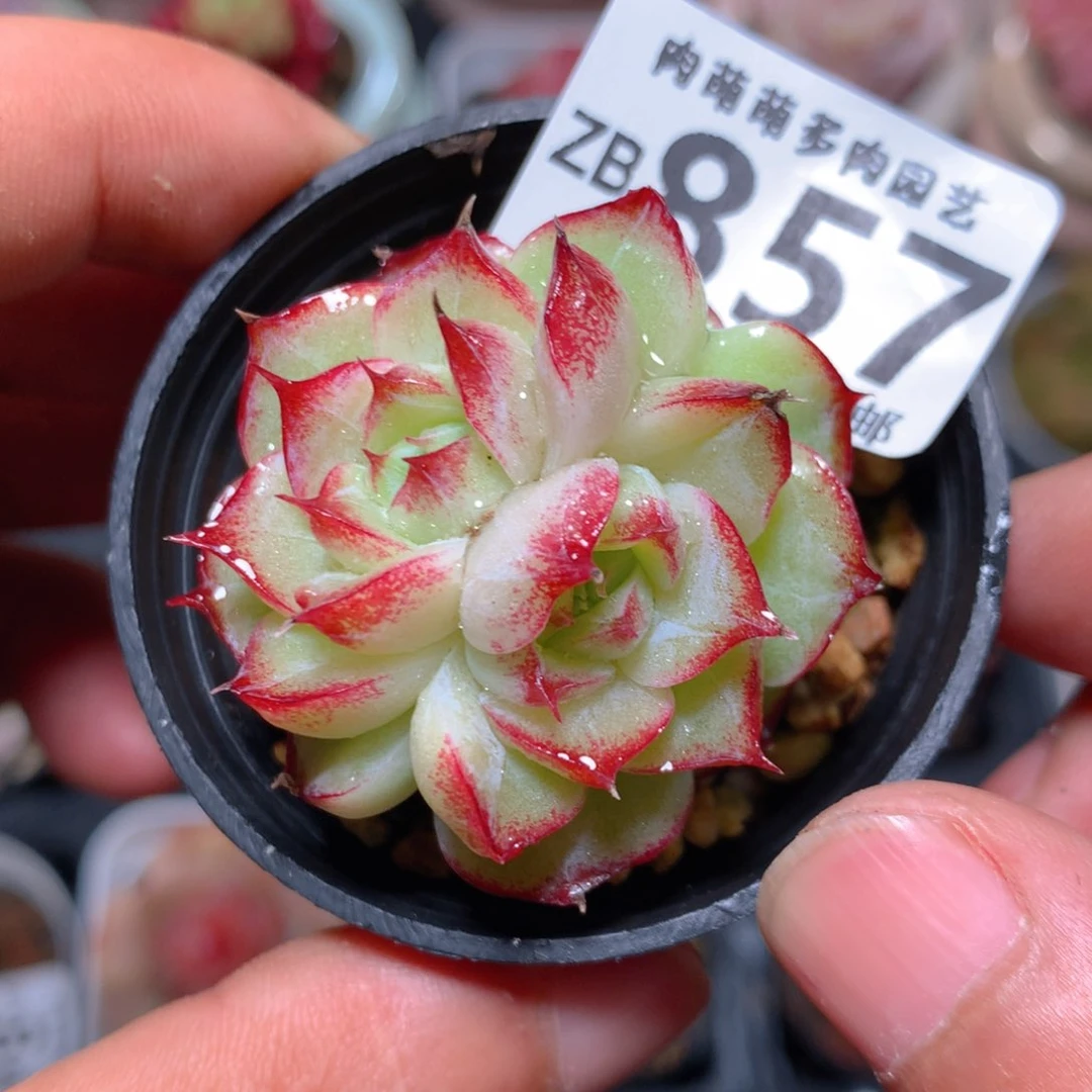 5CM拇指盆精控多肉ZB857