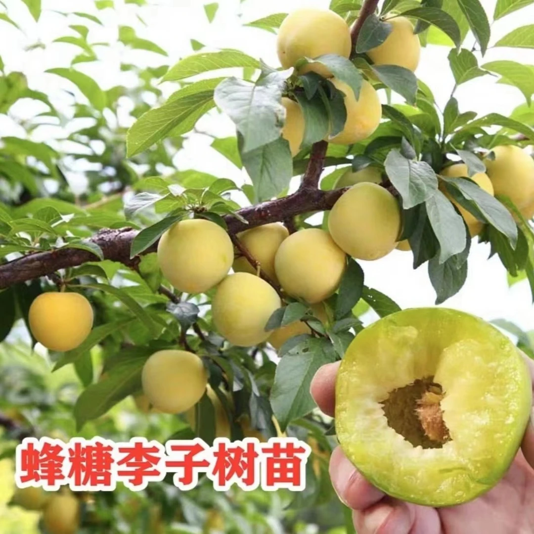 【蜂糖李子苗 】庭院植物盆栽地栽阳台庭院四季种植嫁接果树苗