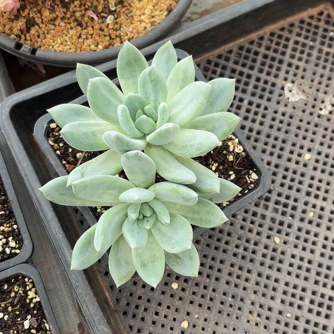 枯***春枯木姐伊丽莎白就来了