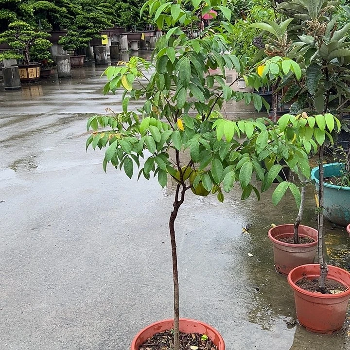 记***梦果树果树果树111111