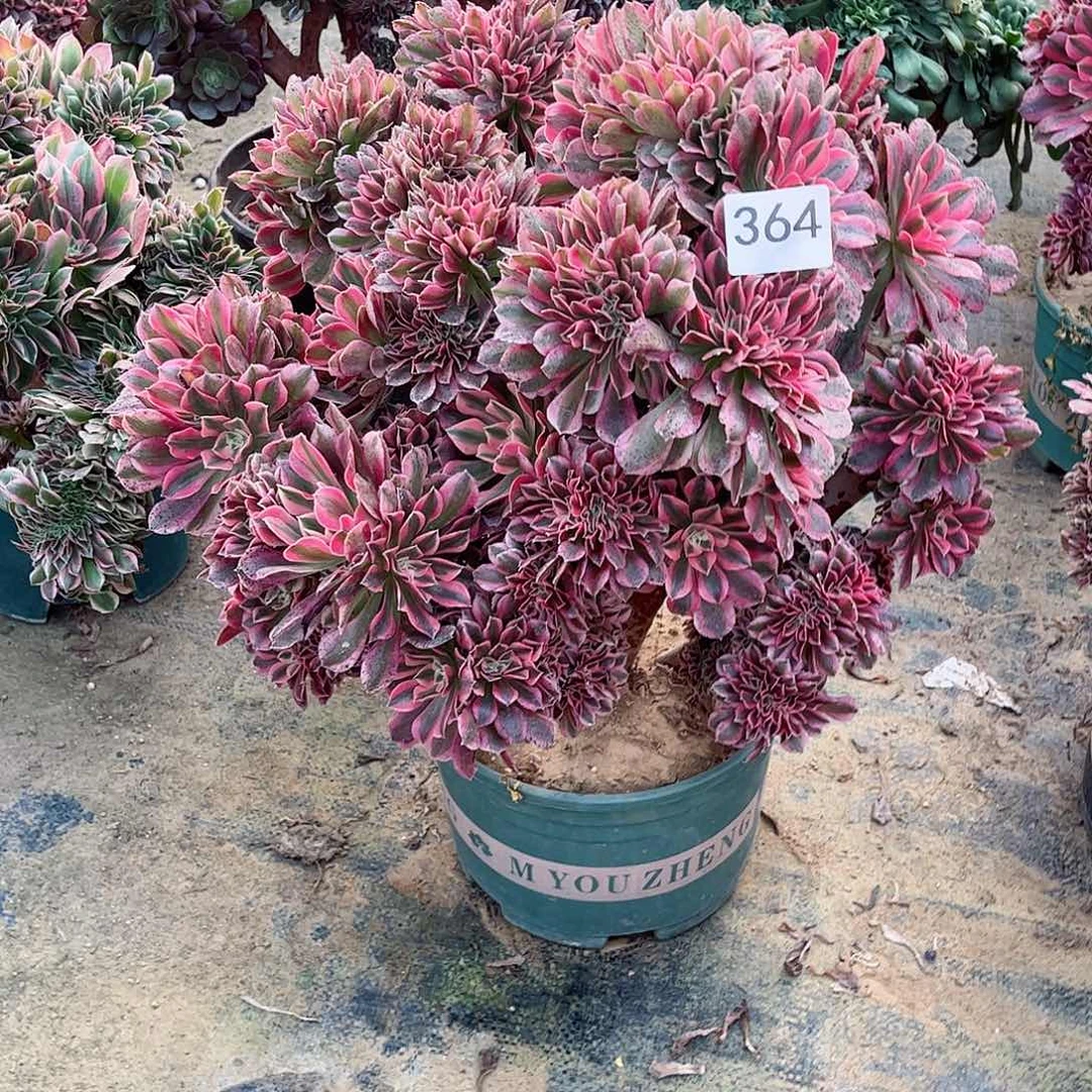 三*多肉植物女巫缀364