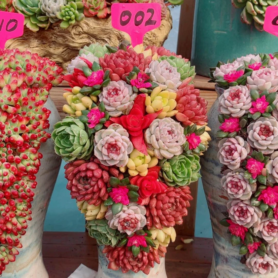 四**?凤凰月月多肉植物