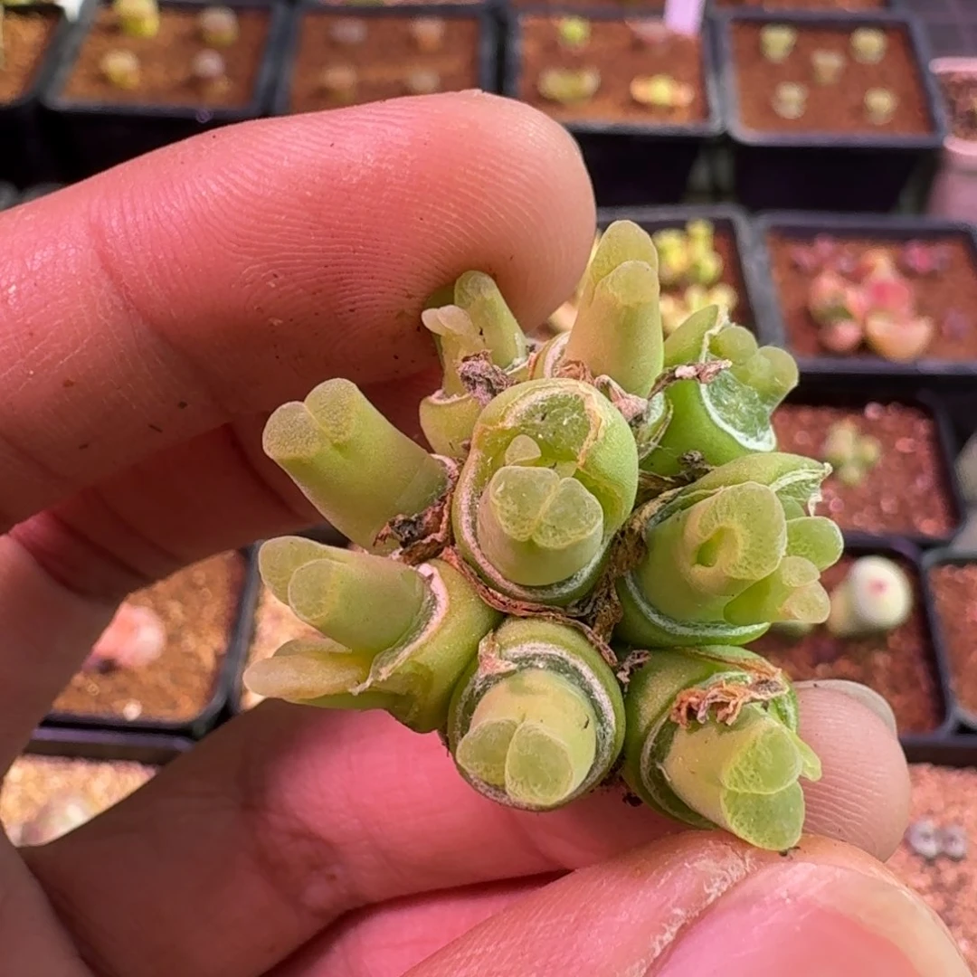 ?****～云缦精品番杏9.19