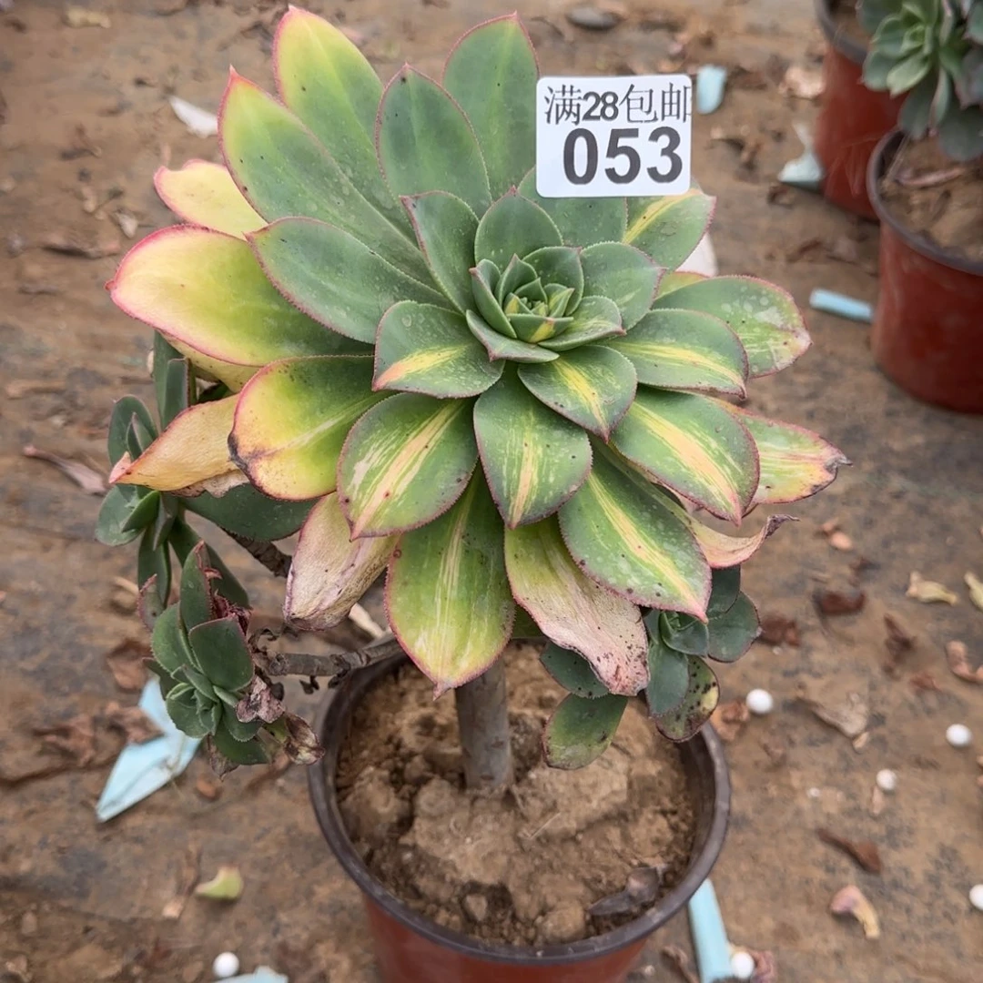 黄忠斑阴阳多肉053满28包邮断枝不包