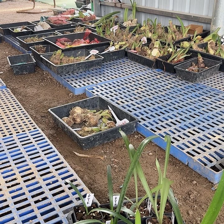 123朱顶红一棵   2.3带栽苗