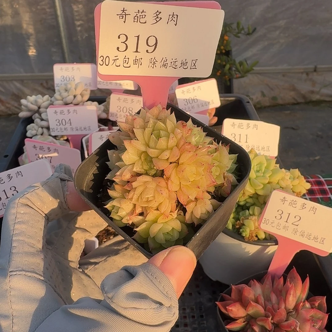 319 脱土 一物一拍 不包整