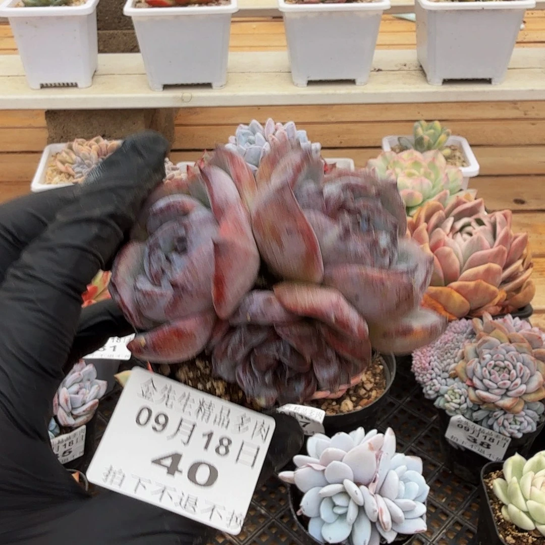 0918-40黑橙石化三头