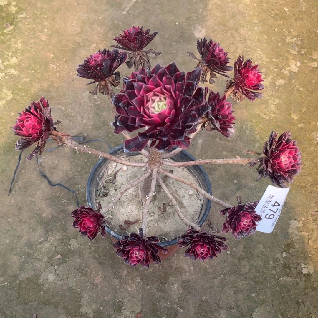 479黑铜壶超白多肉植物