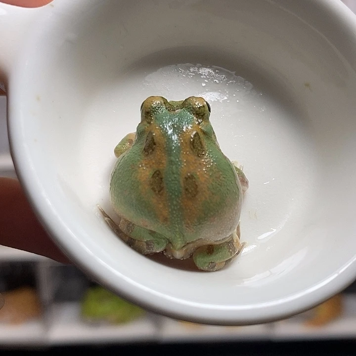 角蛙2361发蓝退纹波子