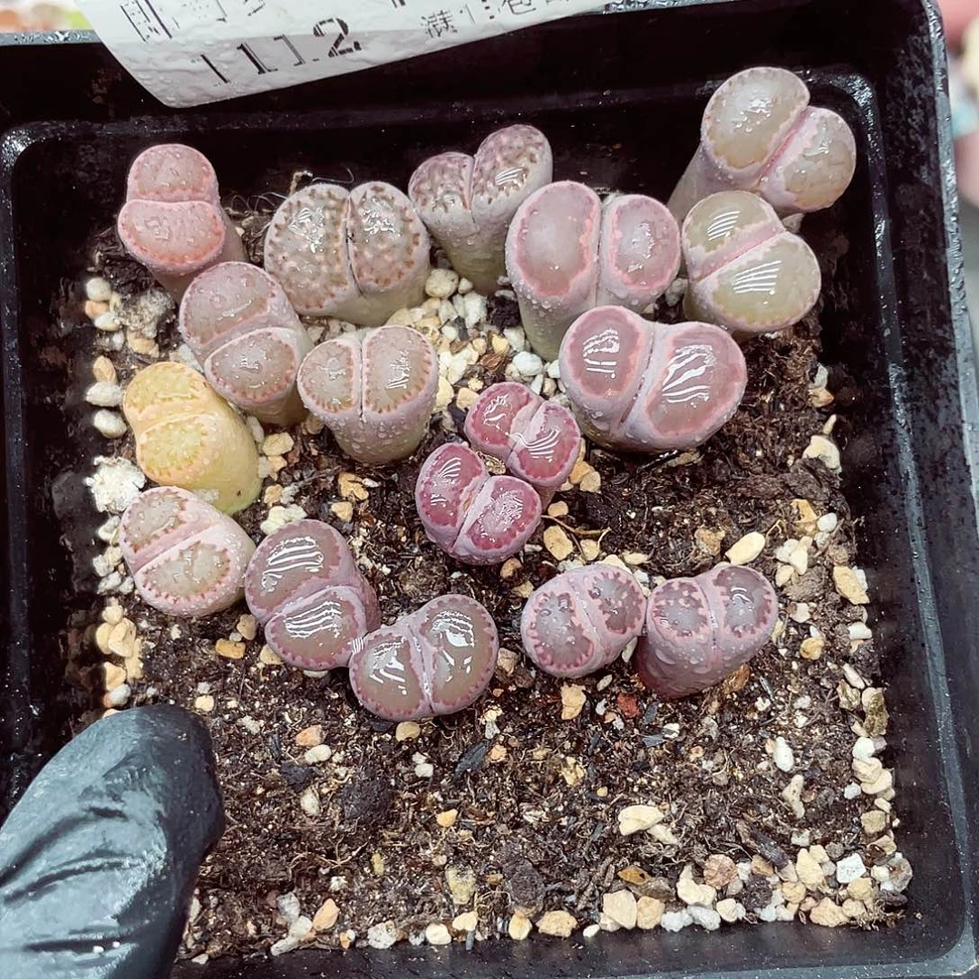 生石花满18包邮1112-137