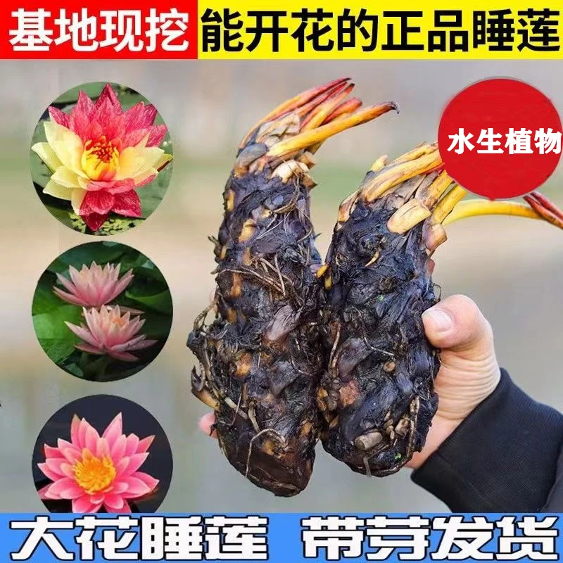 睡莲水培植物开花水养莲花庭院鱼缸池塘