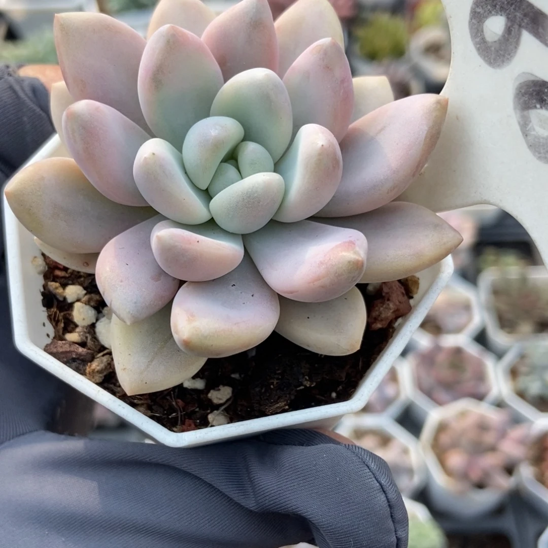 880奥普锦多肉植物