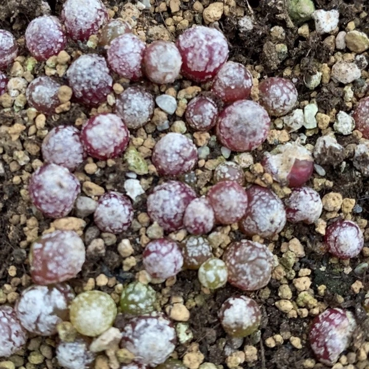 小灯泡2颗 小灯泡2颗