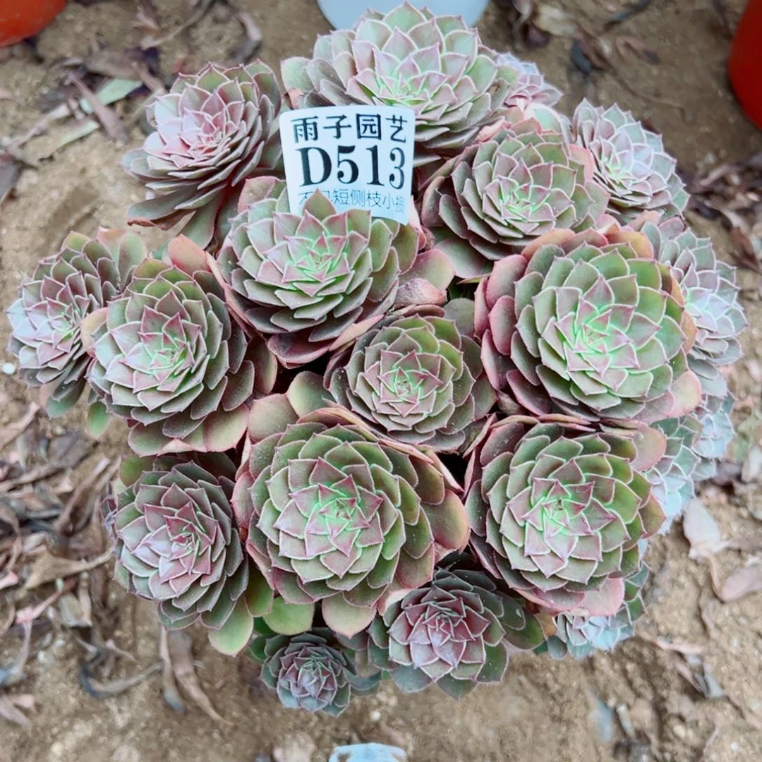 513红魔玫瑰尺寸25左右