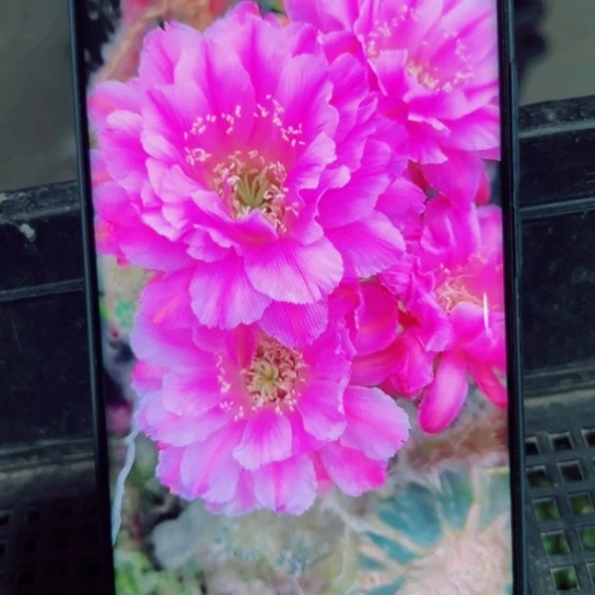 下32彩草贵妇歪无根侧芽4公分左右20包邮