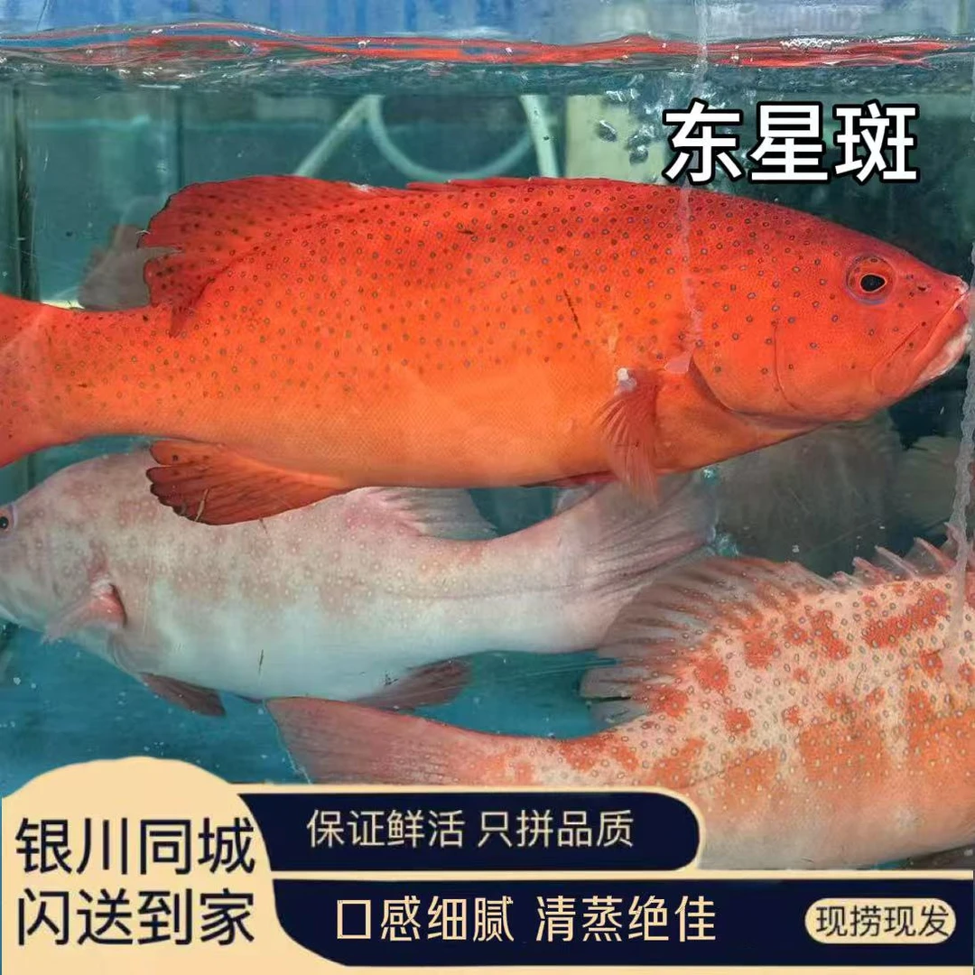 鲜活东星斑(1.5斤左右/条) 银川包邮包活 默认活发需要宰杀请备注