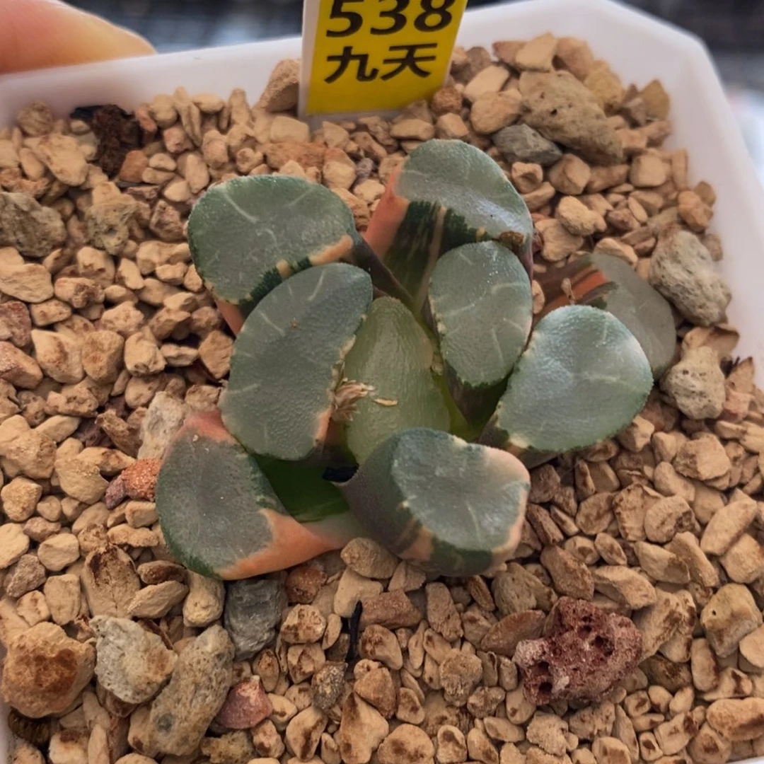 538号透镜万象锦