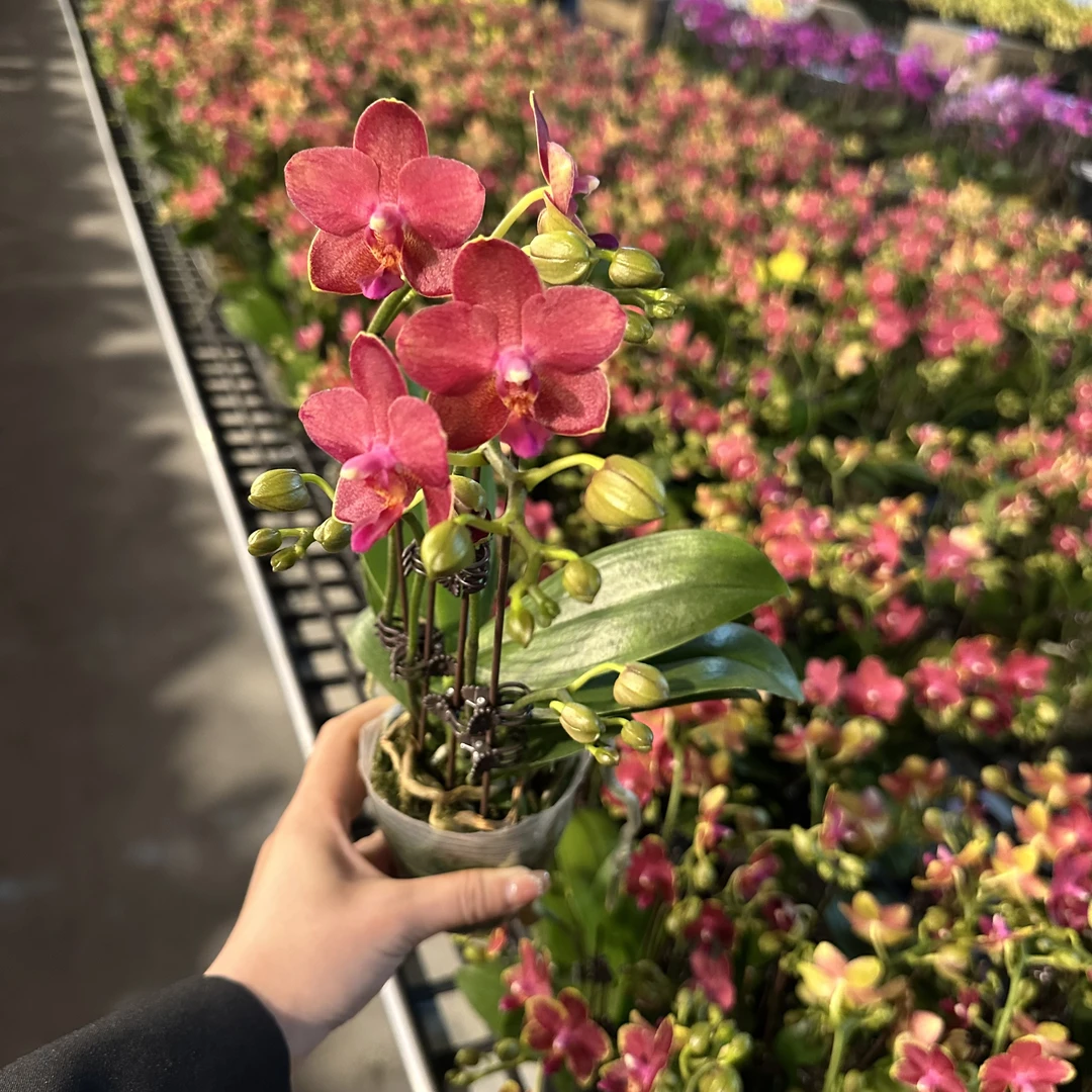 南汐蝴蝶兰【金边番茄】橙色系年宵热宠品种 带花带花苞发货