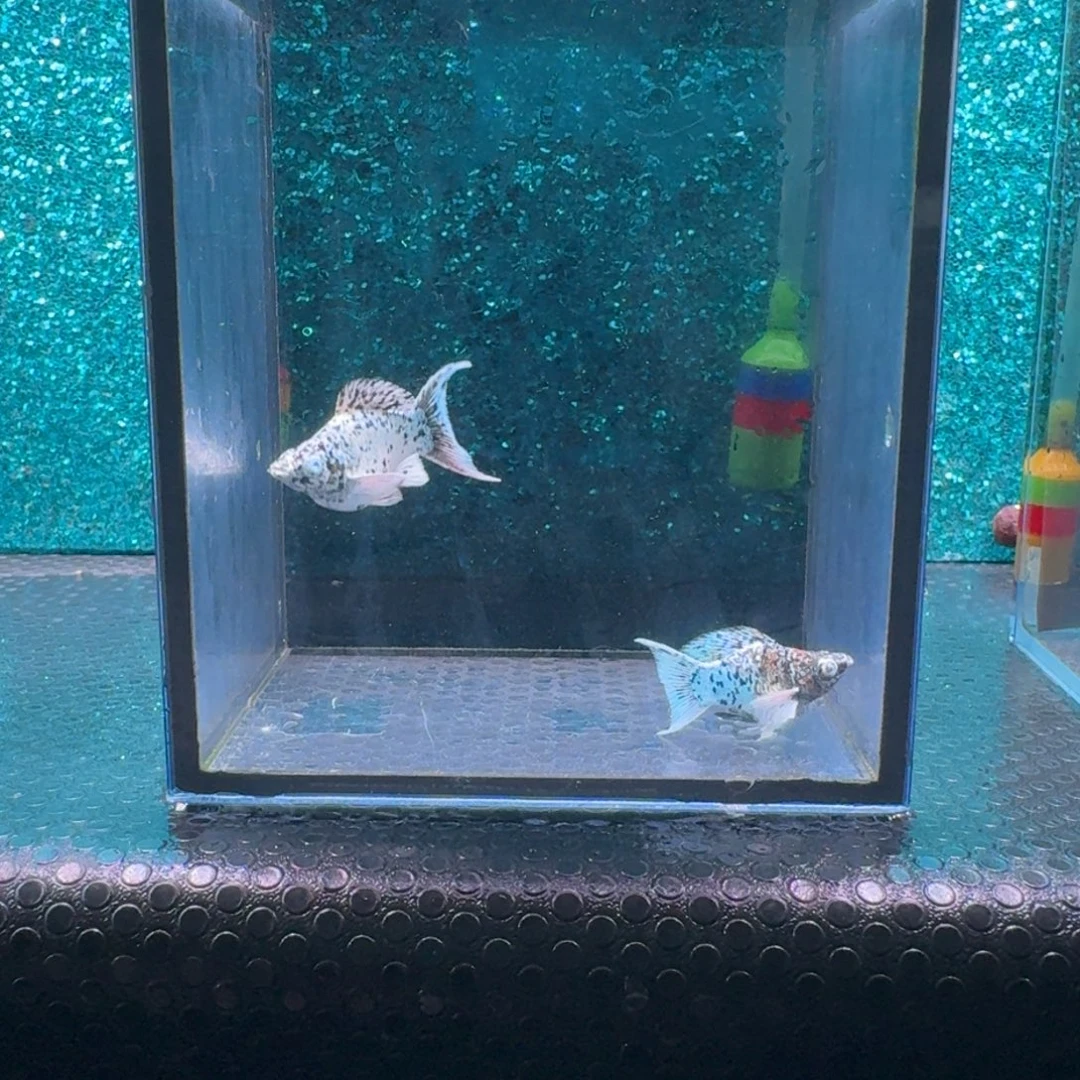 黑玛丽鱼660号玛丽2条