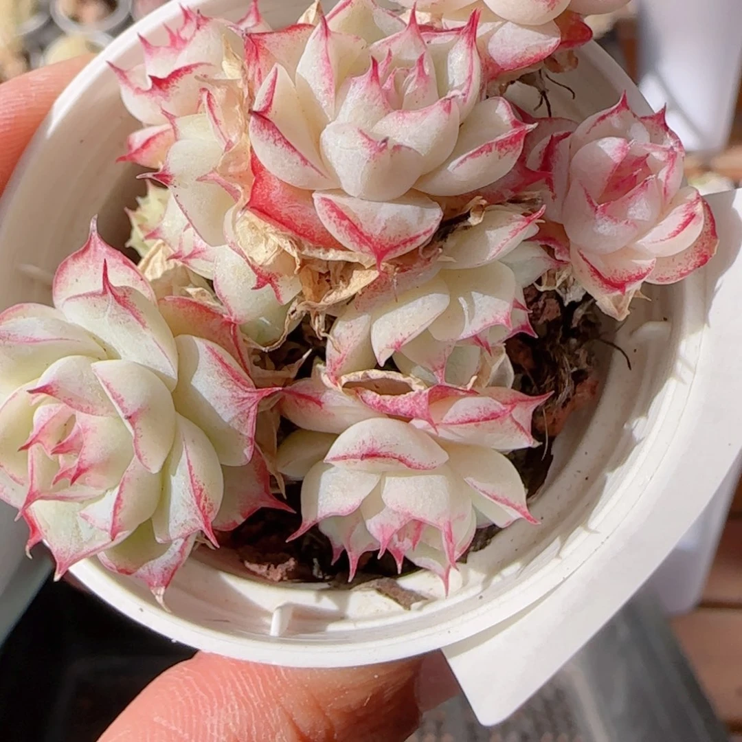 花语多肉0104-294整