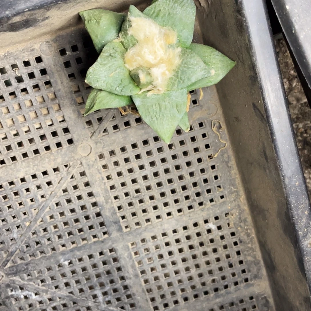 无花朵实生怒岩牡丹