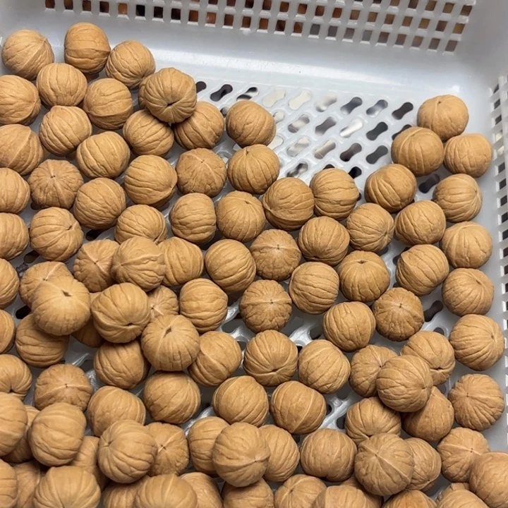 海**长南瓜15小十40颗同尺