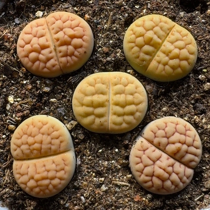 生石花1122212。 136