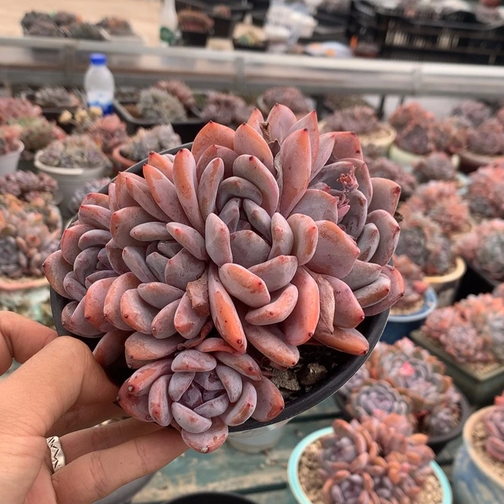 五头星影花花花花