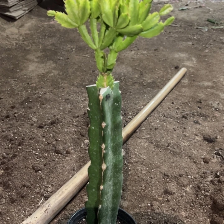 用***3当前无花栽培后可以开花083  45