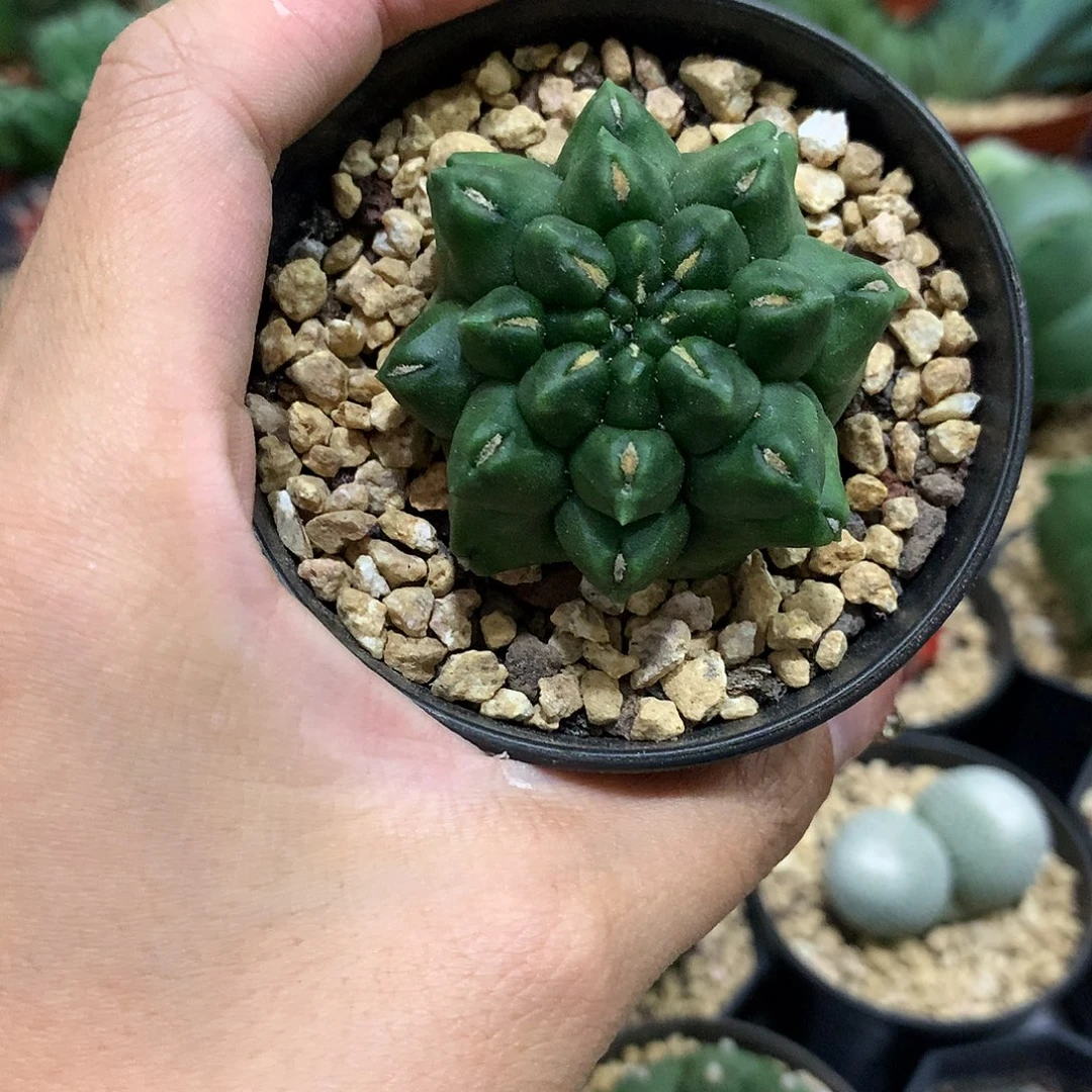 当前无花栽培后可以开花翠晃石仙人球