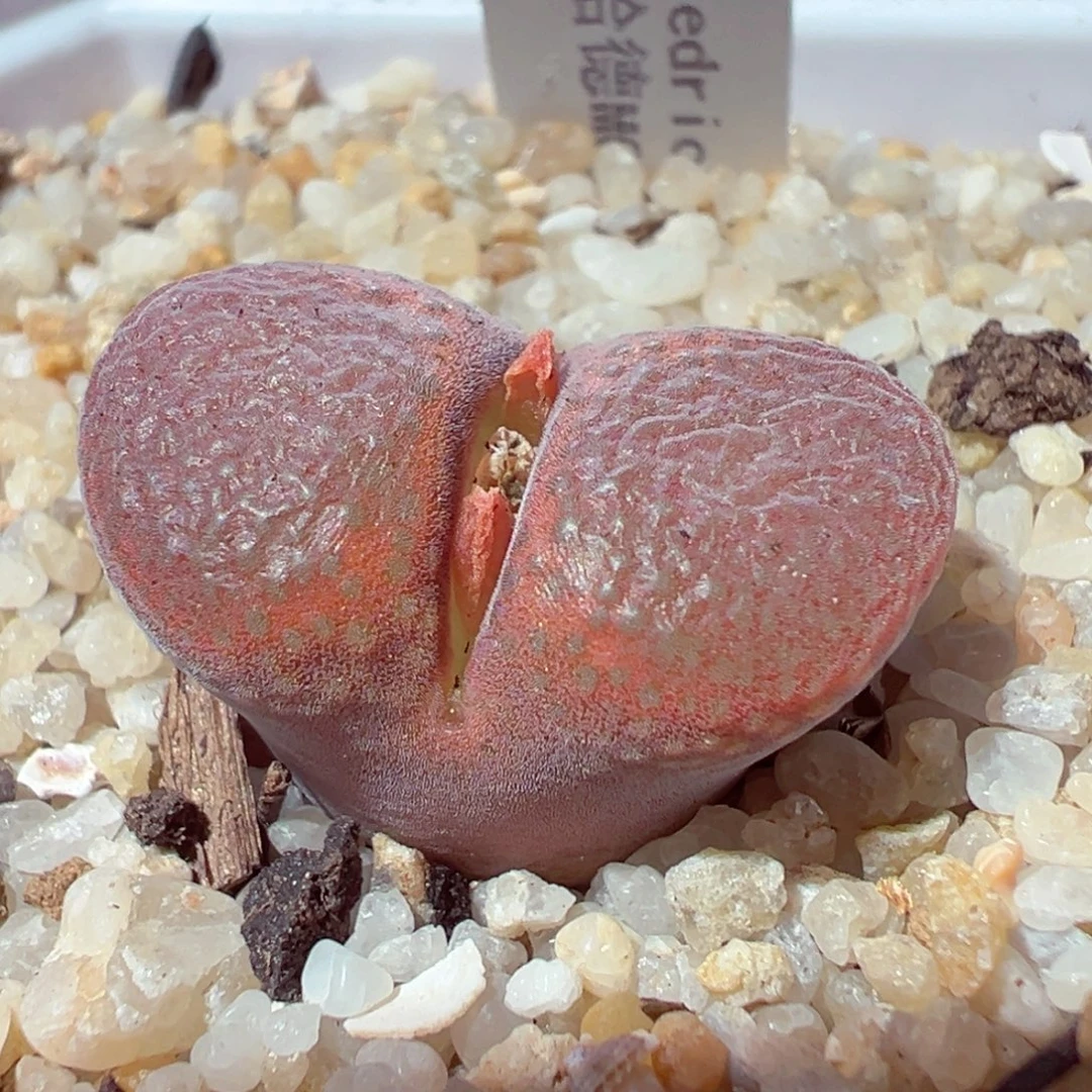 1221-191多肉多肉肯哈德