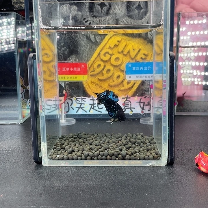 斗鱼25号927早暗黑