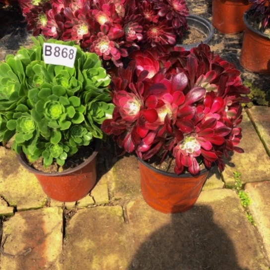 当前无花朵，栽培后可花朵悬*法师多肉植物868