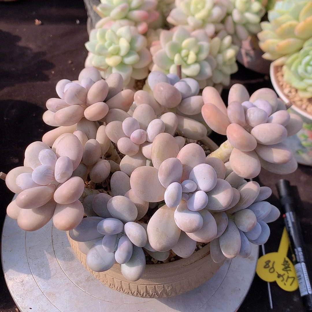 蛋黄奶多肉一物一拍