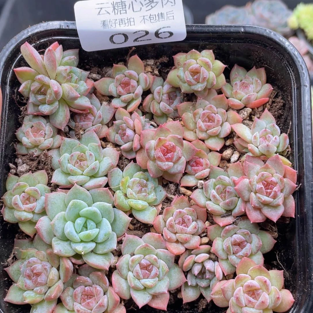 云糖心多肉植物26