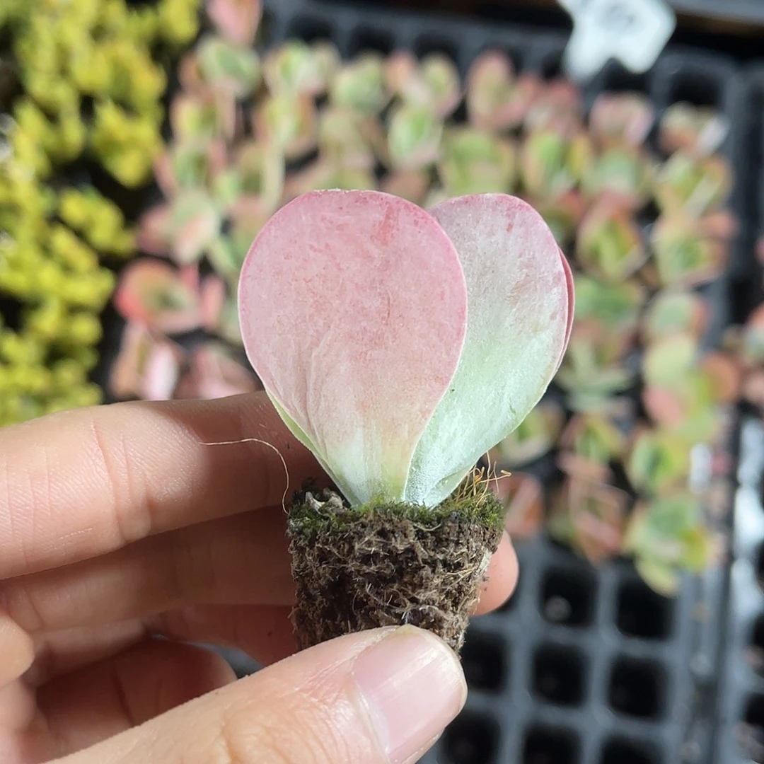 精品唐印多肉植物