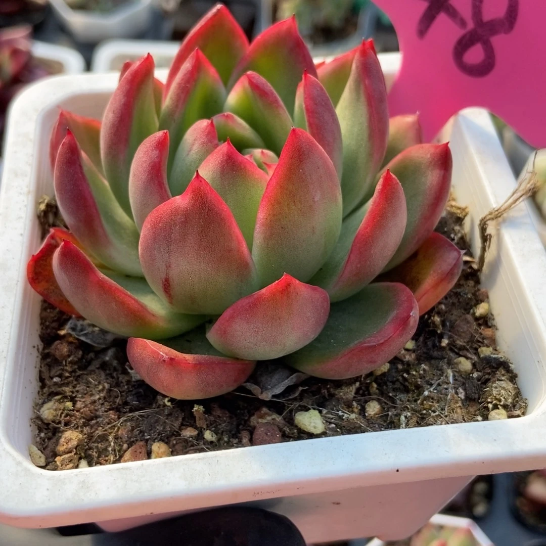 48钻石珍妮锦多肉