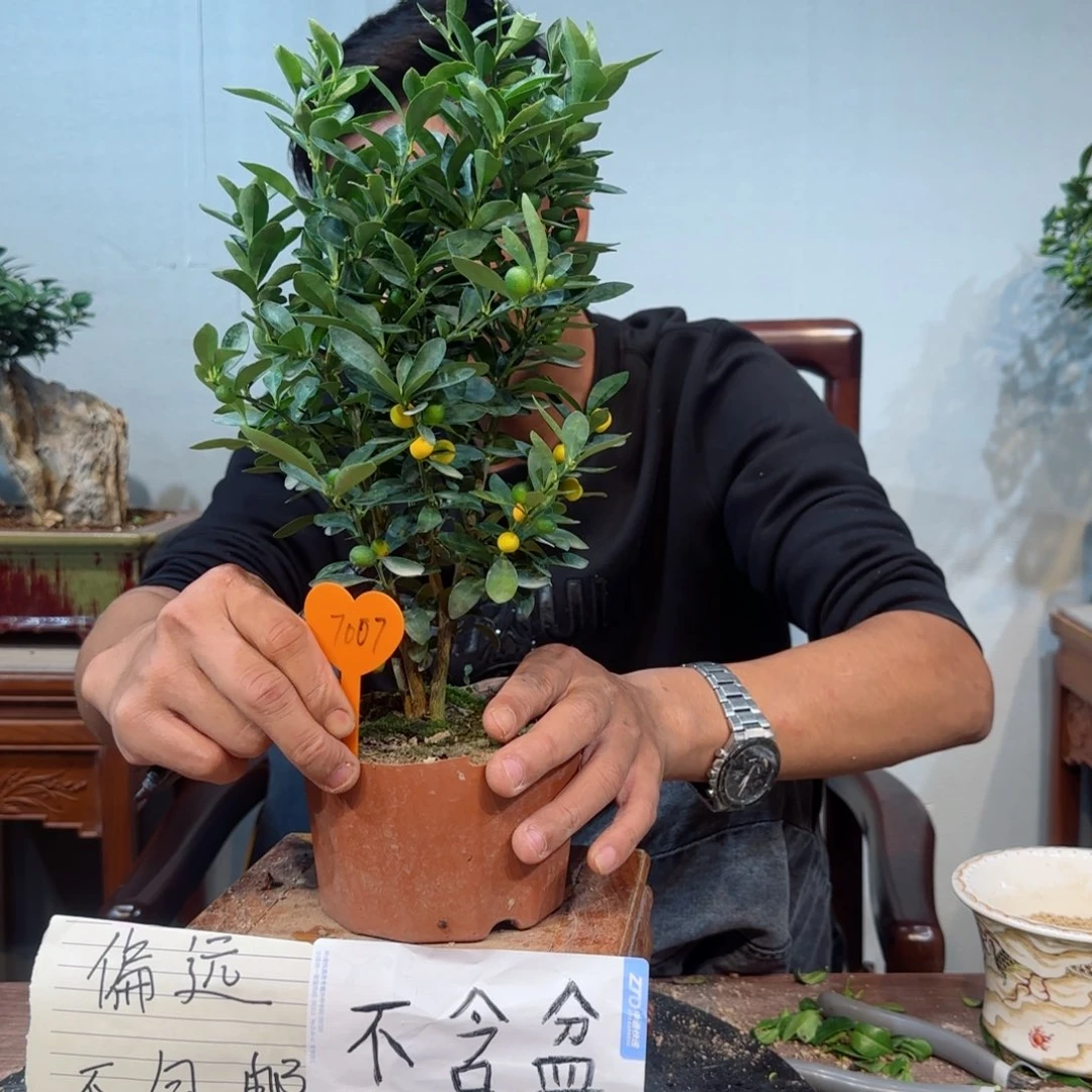 当前无花朵，栽培后可花朵倾*.