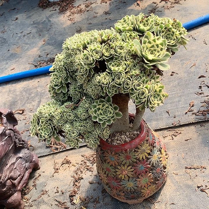 迈巴赫朵朵脱土发货