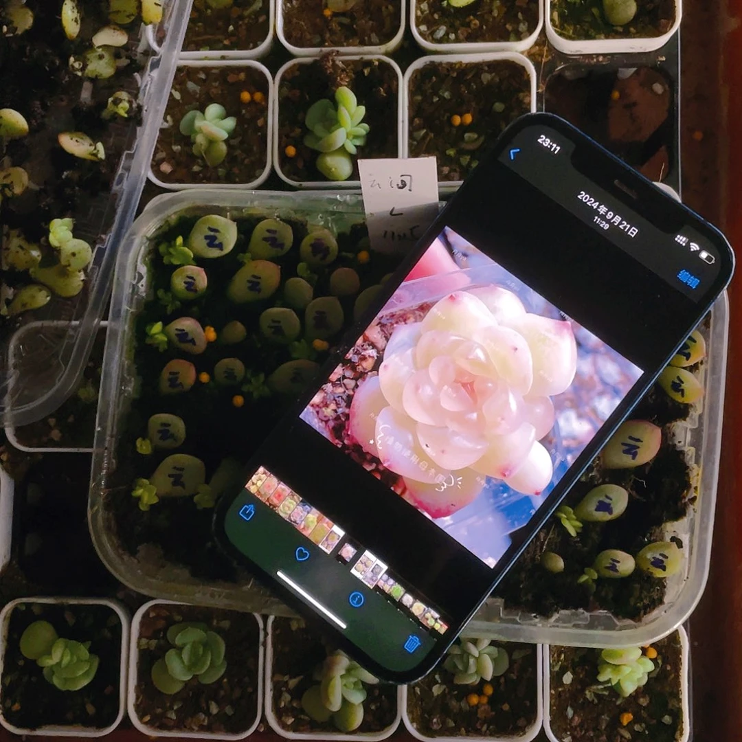 云间芝麻苗一个满25包邮