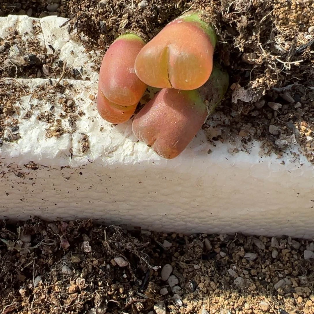 15-214量拍日系粉风铃一颗