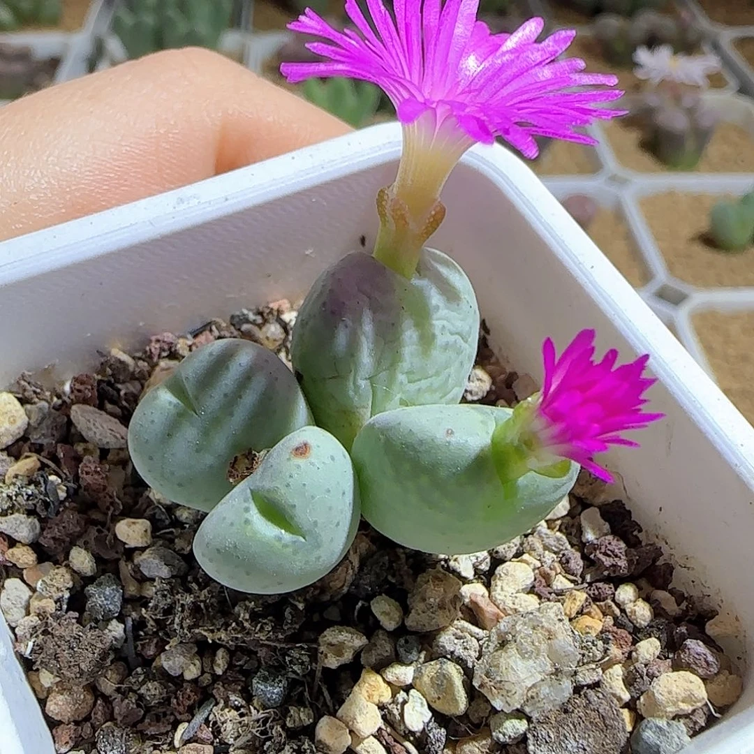 粉花少将杂。      53782